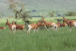 Alcephalus: Swayne's Hartebeest