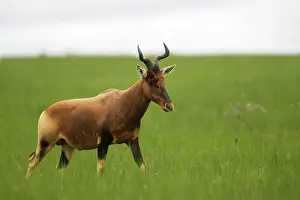 Alcephalus: Swayne's Hartebeest