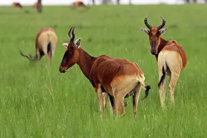 Alcephalus: Swayne's Hartebeest