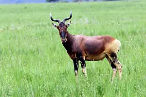 Alcephalus: Swayne's Hartebeest