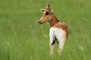 Alcephalus: Swayne's Hartebeest