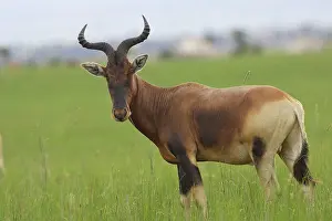 Alcephalus: Swayne's Hartebeest