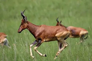 Hartebeest: Swayne's Hartebeest