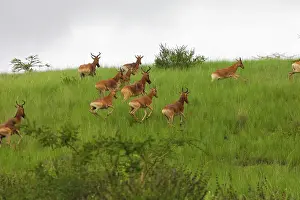 Hartebeest: Swayne's Hartebeest