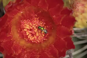 Pear: sweat bee, Augochlorella spp. collecting nectar and pollen