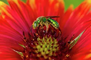 Coated: Sweat Bee collecting pollen