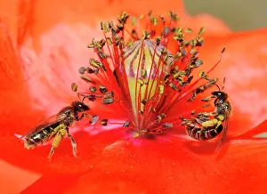 Marginatus: Sweat bee (Halictus marginatus) females on poppy