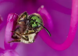 Wasps: Sweat Bee (Hymenoptera) on a Rhododendron, Unit