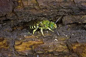 Hibernating: Sweat Bees