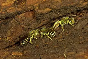 Hibernating: Sweat Bees