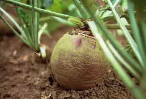 Earthy: Swede