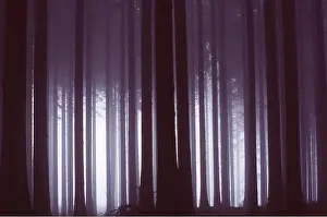 Arty: SWEDEN - Forest, at Tiveden
