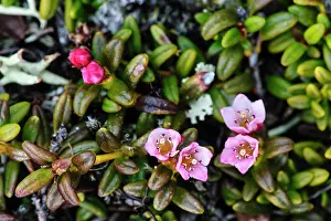 Procumbens: Sweden, Jamtland. Alpine azalea (Loiseleuria