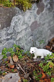 Ermine: Sweden, Jamtland. Short-tailed weasel or
