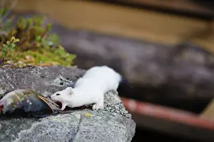 Ermine: Sweden, Jamtland. Short-tailed weasel or