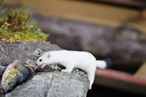 Ermine: Sweden, Jamtland. Short-tailed weasel or