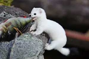 Ermine: Sweden, Jamtland. Short-tailed weasel or