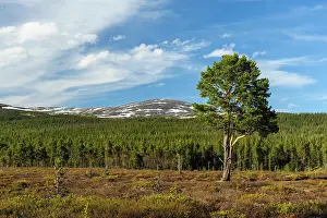 Scots: Sweden, Jamtland, Valadalen Nature Preserve