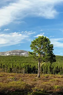 Scots: Sweden, Jamtland, Valadalen Nature Preserve