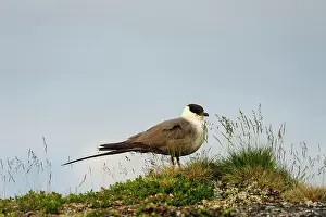 Norrbotten: Sweden, Norrbotten. Adult Long-tailed Jaeger
