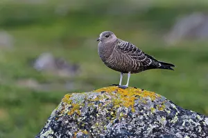 Norrbotten: Sweden, Norrbotten. Juvenile Long-tailed