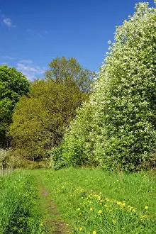 Padus: Sweden, Skane, Drakamollan Nature Preserve