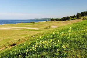 Veris: Sweden, Skane, Simrishamn, Verkeans Nature