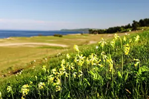 Veris: Sweden, Skane, Simrishamn, Verkeans Nature