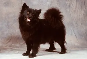 Swedish: SWEDISH LAPPHUND DOG
