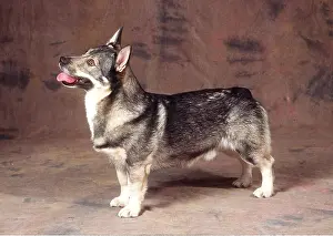 Swedish: Swedish Vallhund DOG - in studio