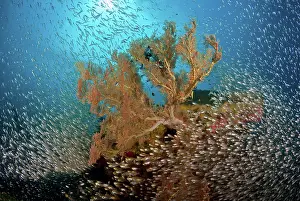 Sweeper: Sweeper fish (Pempheridae) school and sea
