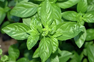 Basil: Sweet Basil