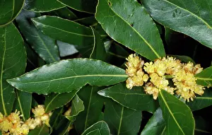 Nobilis: Sweet BAY tree - In flower. Pot herb