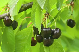 Cherries: Sweet Cherry - ripe almost black Sweet Cherries