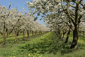 Prunus: Sweet cherry, Wild cherry (Prunus avium) Witzenhausen