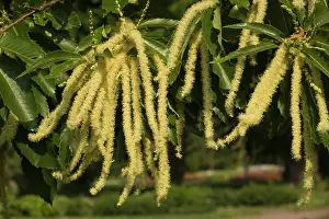 Chesnut: Sweet chesnut in flower -male catkins