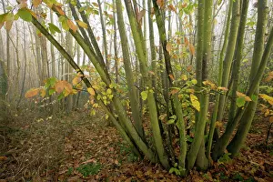 Coppice: Sweet Chestnut coppice - on misty november day