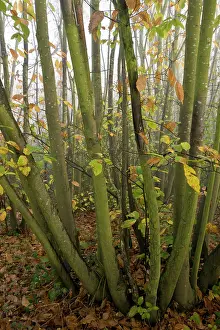 Coppice: Sweet Chestnut coppice - on misty november day