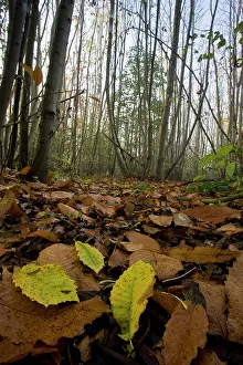 Coppice: Sweet Chestnut coppice - on misty november day