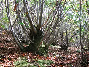 Coppice: Sweet Chestnut Coppice - Sussex Woodland