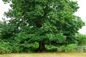 Examples: Sweet Chestnut - Some fine examples in Knole