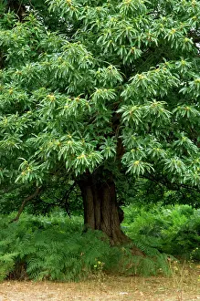 Examples: Sweet Chestnut - Some fine examples in Knole