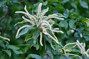 Castanea: Sweet Chestnut flower