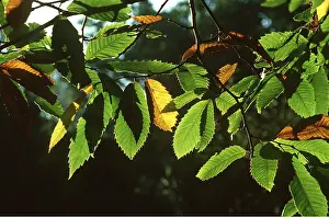 Chestnuts: SWEET CHESTNUT - foliage