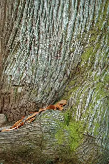 300122: Sweet Chestnut - Las Medulas, Castilla Leon, Spain