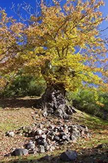Castanea: Sweet Chestnut - old tree