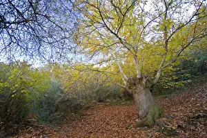 Castanea: Sweet Chestnut Tree