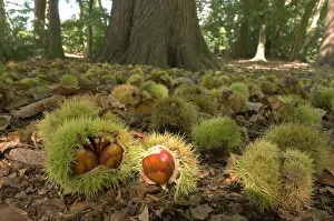 Castanea: Sweet chestnut - Tree in autumn with fallen nuts