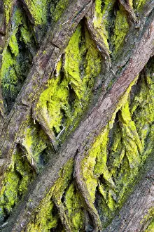Castanea: Sweet Chestnut Tree - bark detail