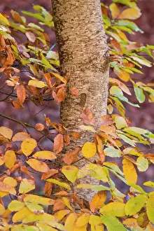 Castanea: Sweet Chestnut Tree - leaves in autumn